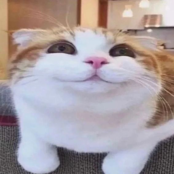 bobert